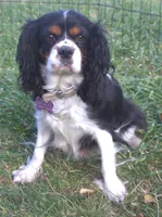 Prince, a male Cavalier King Charles Spaniel for sale in Clay Springs, AZ – Photo 7 of 8