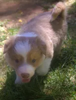 Libby, a female Border Collie for sale in Clay Springs, AZ – 3 of 7