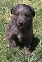 Missy, a female Bordoodle for sale in Clay Springs, AZ – 2 of 5