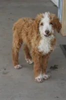 Rudy, a male Irish Doodle for sale in Clay Springs, AZ – 4 of 4