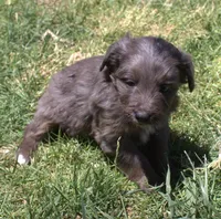 Missy, a female Bordoodle for sale in Clay Springs, AZ – 4 of 5