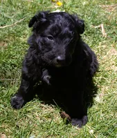 Jasper, a male Bordoodle for sale in Clay Springs, AZ – 5 of 6