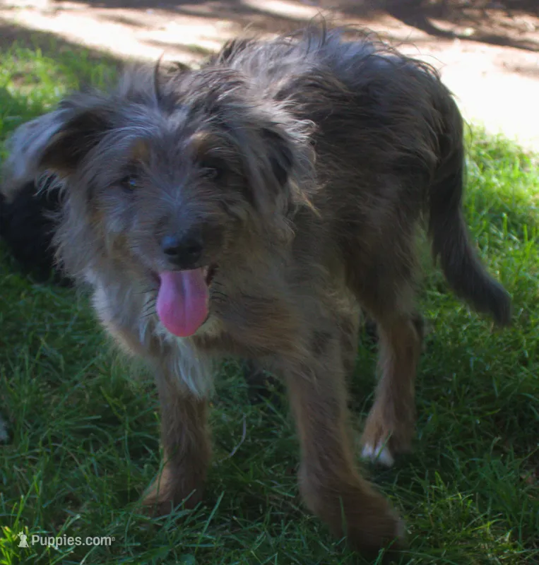 Missy – Bordoodle puppy for sale in Clay Springs, AZ