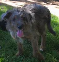 Missy, a female Bordoodle for sale in Clay Springs, AZ – 1 of 6
