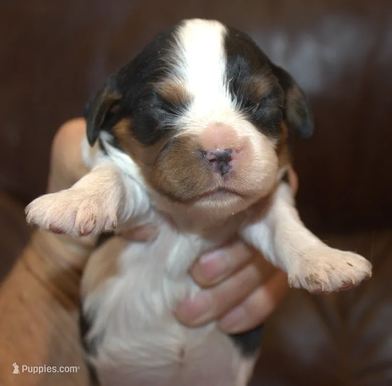 AKC Prissy – Cavalier King Charles Spaniel puppy for sale in Clay Springs, AZ