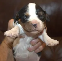 AKC Prissy, a female Cavalier King Charles Spaniel for sale in Clay Springs, AZ – 1 of 4