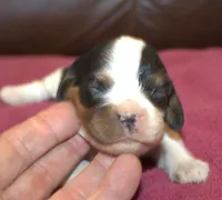 AKC Prissy, a female Cavalier King Charles Spaniel for sale in Clay Springs, AZ – 2 of 4