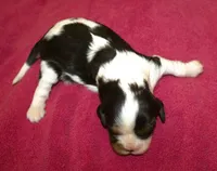 AKC Prissy, a female Cavalier King Charles Spaniel for sale in Clay Springs, AZ – 3 of 4