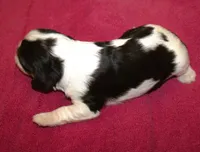 AKC Prissy, a female Cavalier King Charles Spaniel for sale in Clay Springs, AZ – 4 of 4