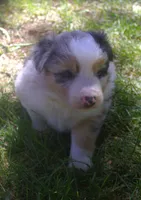 Rex, a male Border Collie for sale in Clay Springs, AZ – 6 of 8
