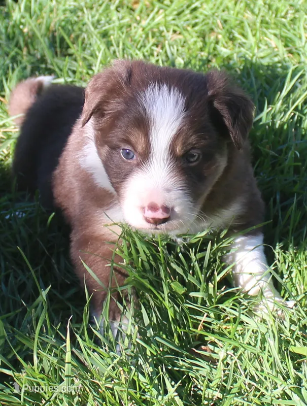 Rex – Border Collie puppy for sale in Clay Springs, AZ