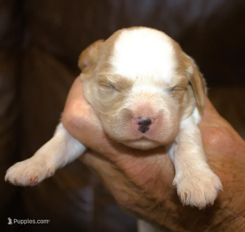 AKC Ruger – Cavalier King Charles Spaniel puppy for sale in Clay Springs, AZ