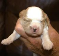 AKC Ruger, a male Cavalier King Charles Spaniel for sale in Clay Springs, AZ – 1 of 4