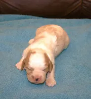 AKC Ruger, a male Cavalier King Charles Spaniel for sale in Clay Springs, AZ – 4 of 4