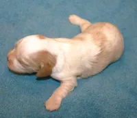 AKC Ruger, a male Cavalier King Charles Spaniel for sale in Clay Springs, AZ – 3 of 4