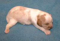AKC Ruger, a male Cavalier King Charles Spaniel for sale in Clay Springs, AZ – 2 of 4