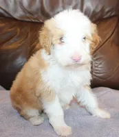 Toffee, a female Irish Doodle for sale in Clay Springs, AZ – Photo 5 of 5