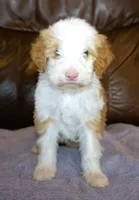 Toffee, a female Irish Doodle for sale in Clay Springs, AZ – Photo 2 of 5