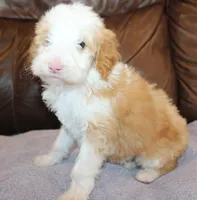 Toffee, a female Irish Doodle for sale in Clay Springs, AZ – Photo 3 of 5