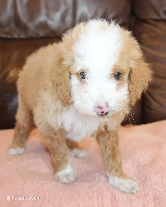 Toffee – Irish Doodle puppy for sale in Clay Springs, AZ