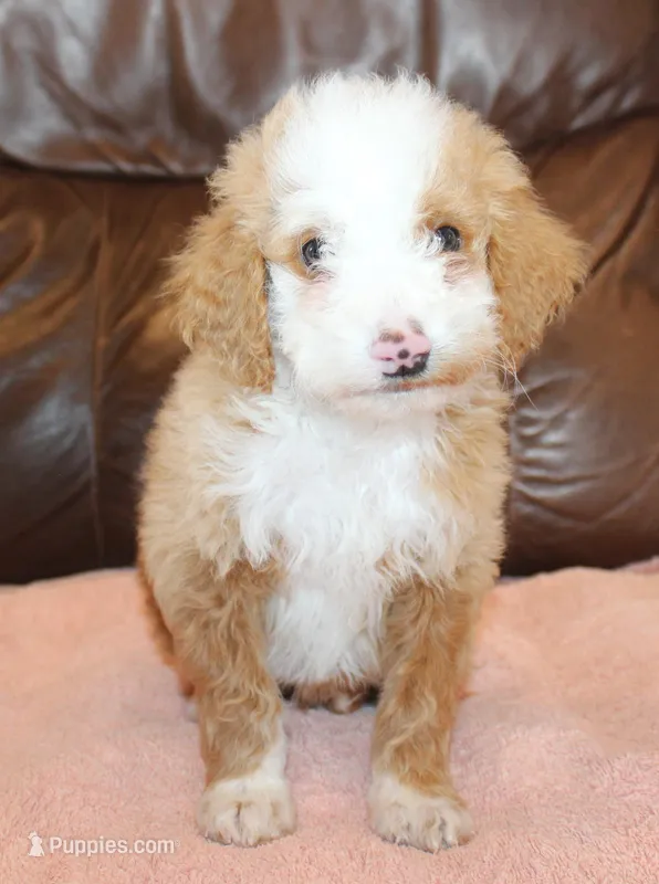Toffee – Irish Doodle puppy for sale in Clay Springs, AZ
