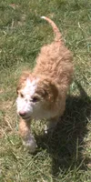 Stella, a female Irish Doodle for sale in Clay Springs, AZ – 2 of 5