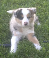 Rover, a male Border Collie for sale in Clay Springs, AZ – 5 of 10