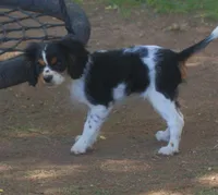 AKC Prissy, a female Cavalier King Charles Spaniel for sale in Clay Springs, AZ – 8 of 8
