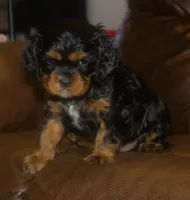 AKC Rocky, a male Cavalier King Charles Spaniel for sale in Clay Springs, AZ – 2 of 3