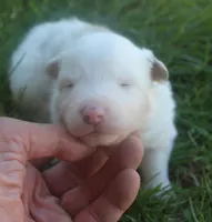 Max, a male Border Collie for sale in Clay Springs, AZ – 1 of 5