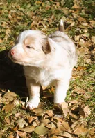 Rainy, a female Border Collie for sale in Clay Springs, AZ – Photo 1 of 8