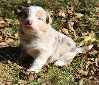 Rainy, a female Border Collie for sale in Clay Springs, AZ – Photo 6 of 8