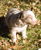 Rainy, a female Border Collie for sale in Clay Springs, AZ – Photo 3 of 8