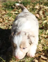 Rainy, a female Border Collie for sale in Clay Springs, AZ – Photo 5 of 8