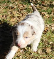 Rainy, a female Border Collie for sale in Clay Springs, AZ – Photo 7 of 8