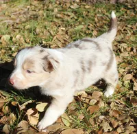 Rainy, a female Border Collie for sale in Clay Springs, AZ – Photo 4 of 8
