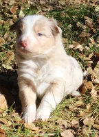 Rainy, a female Border Collie for sale in Clay Springs, AZ – Photo 2 of 8