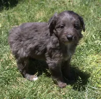 Missy, a female Bordoodle for sale in Clay Springs, AZ – 3 of 5
