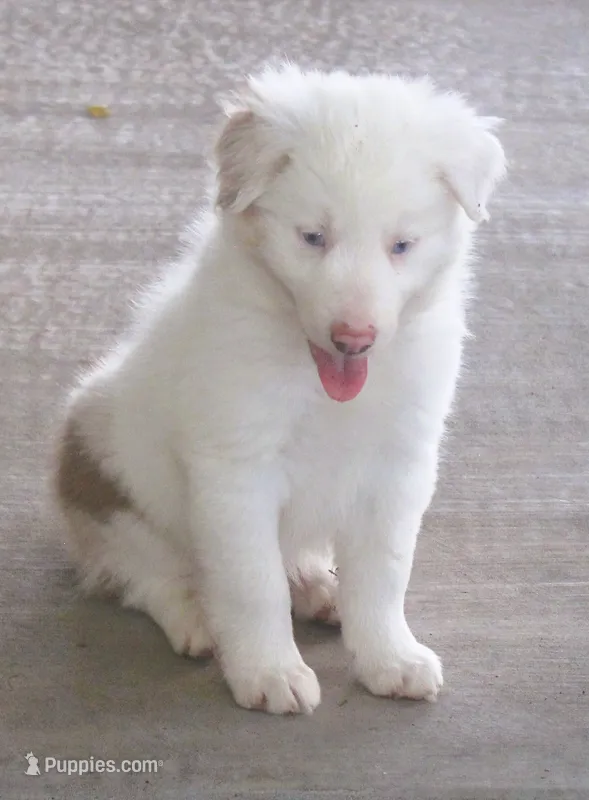 Max – Border Collie puppy for sale in Clay Springs, AZ