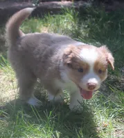 Libby, a female Border Collie for sale in Clay Springs, AZ – 6 of 7