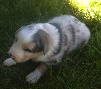 Rex, a male Border Collie for sale in Clay Springs, AZ – 4 of 6