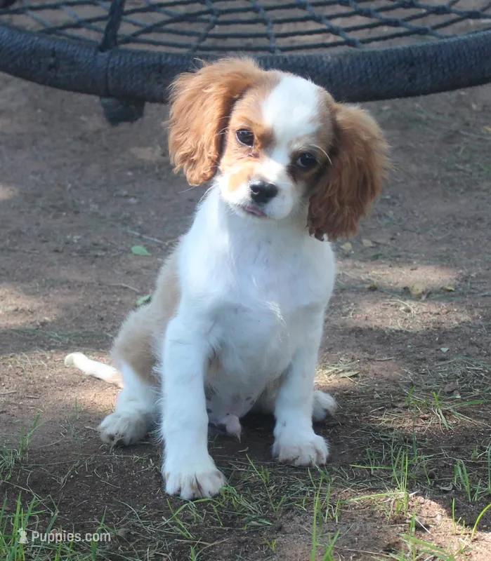 AKC Ruger – Cavalier King Charles Spaniel puppy for sale in Clay Springs, AZ