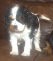 AKC Prissy, a female Cavalier King Charles Spaniel for sale in Clay Springs, AZ – 2 of 5