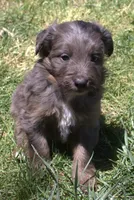 Missy, a female Bordoodle for sale in Clay Springs, AZ – 1 of 5