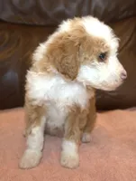 Phebe, a female Irish Doodle for sale in Clay Springs, AZ – Photo 4 of 4