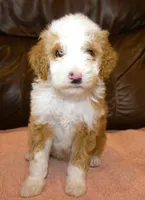 Phebe, a female Irish Doodle for sale in Clay Springs, AZ – Photo 3 of 4