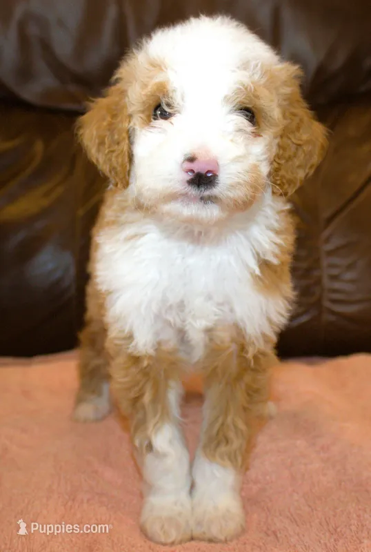 Phebe – Irish Doodle puppy for sale in Clay Springs, AZ