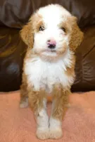 Phebe, a female Irish Doodle for sale in Clay Springs, AZ – Photo 1 of 4