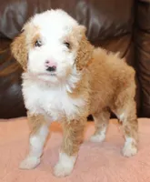 Phebe, a female Irish Doodle for sale in Clay Springs, AZ – Photo 2 of 4