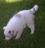 Jake, a male Border Collie for sale in Clay Springs, AZ – 5 of 10